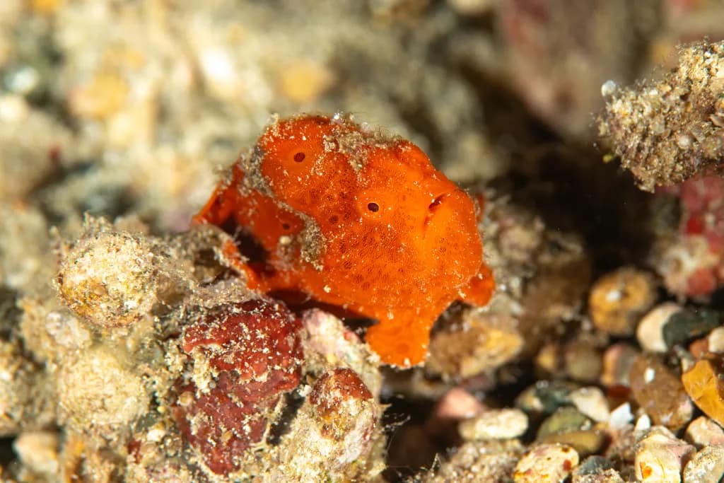 Quiet Among Stones: A Diminutive Orange Frogfish on the Reef