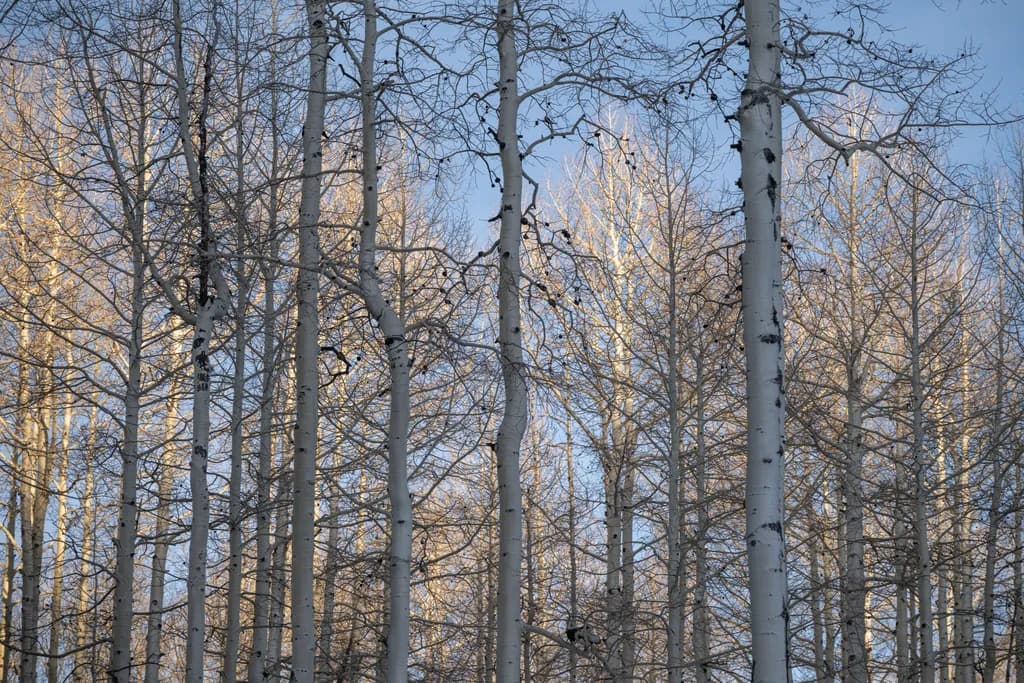 Aspen Glow