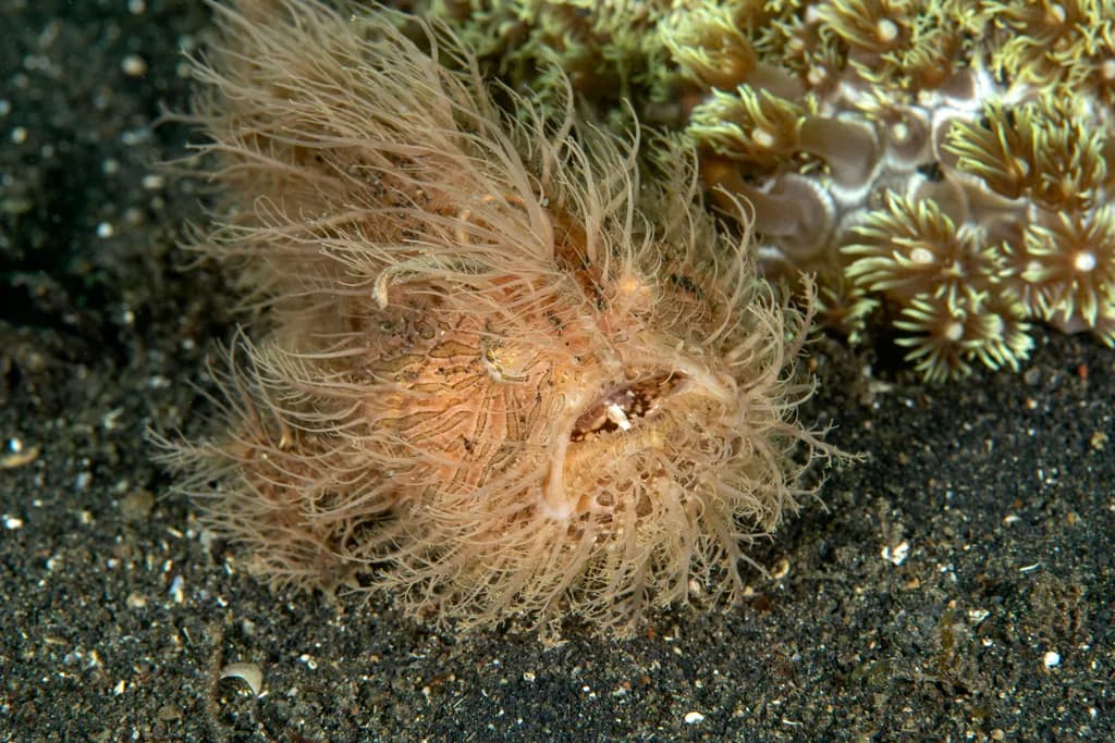 Hairy Frogfish