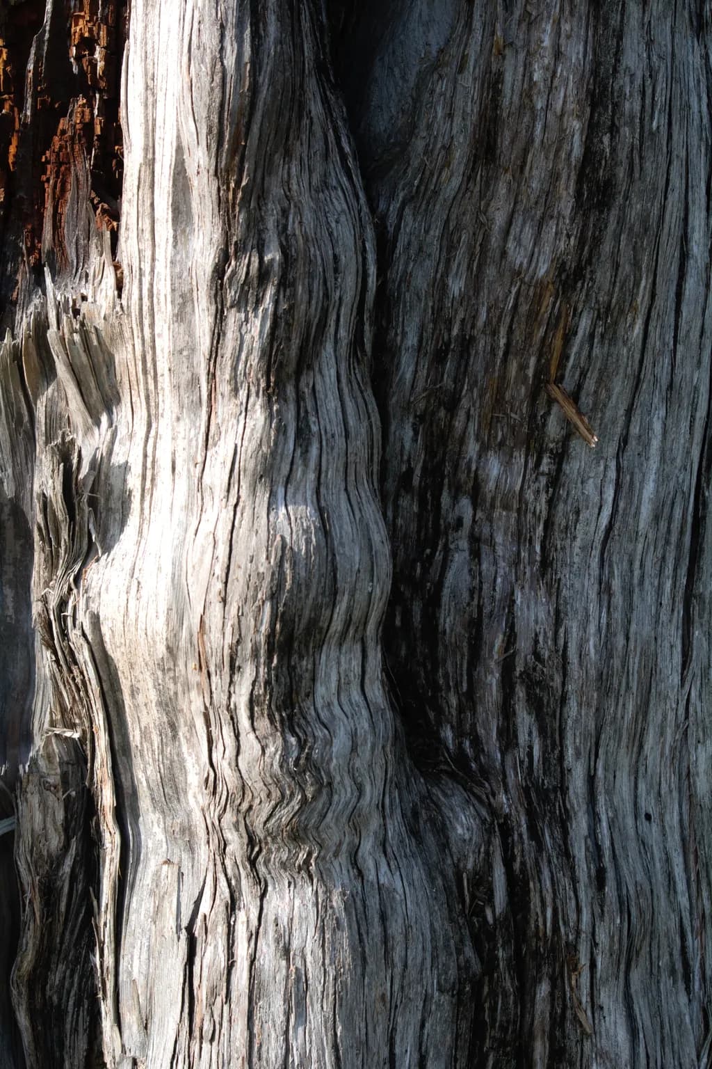 Ancient Grain