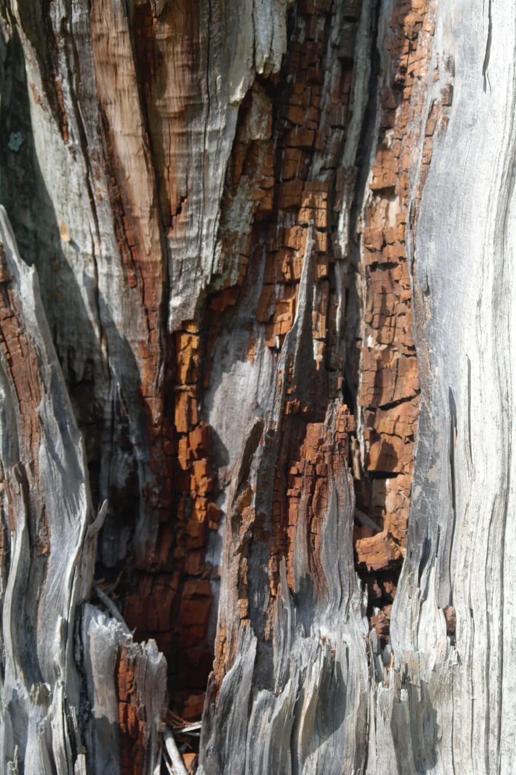 Weathered Bark Patterns