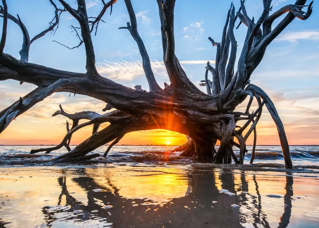 Sunset Driftwood Beach