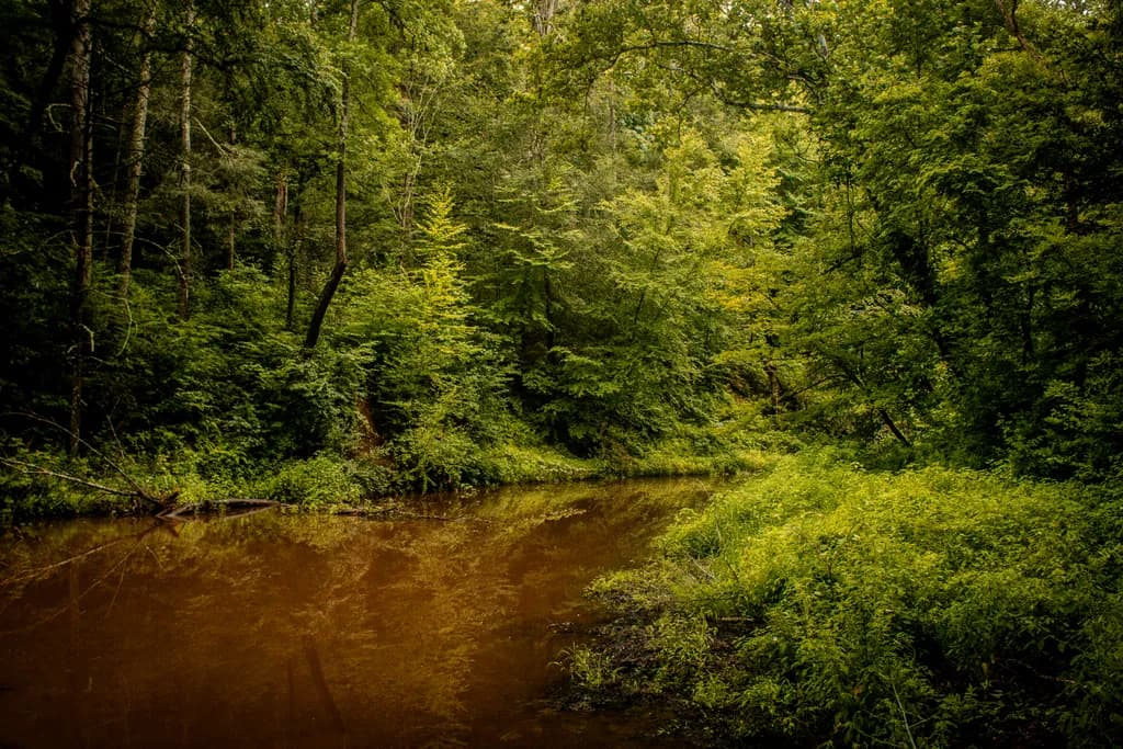 Lazy Brown Stream