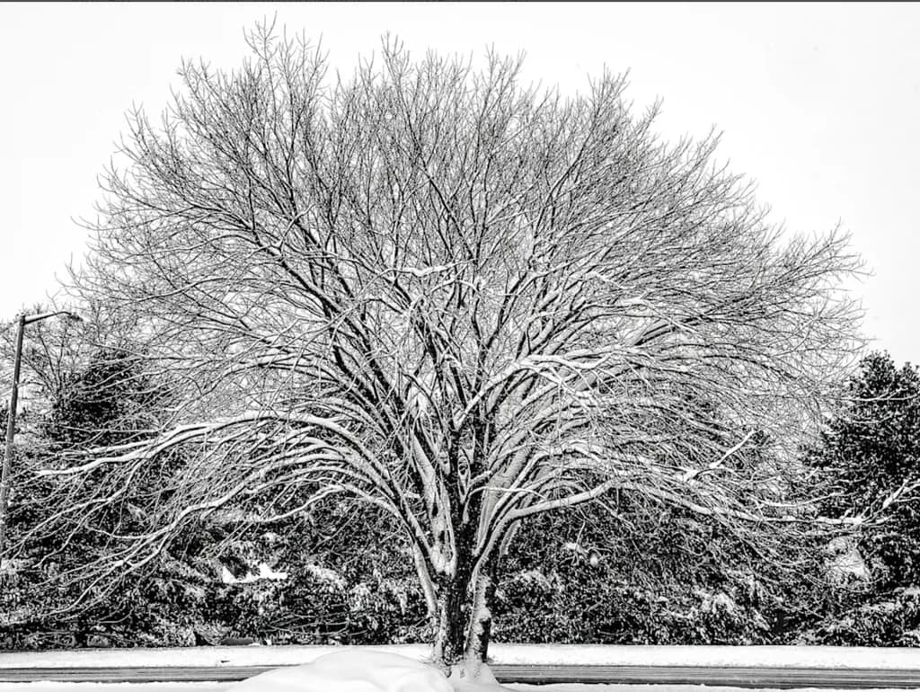 Snow Tree