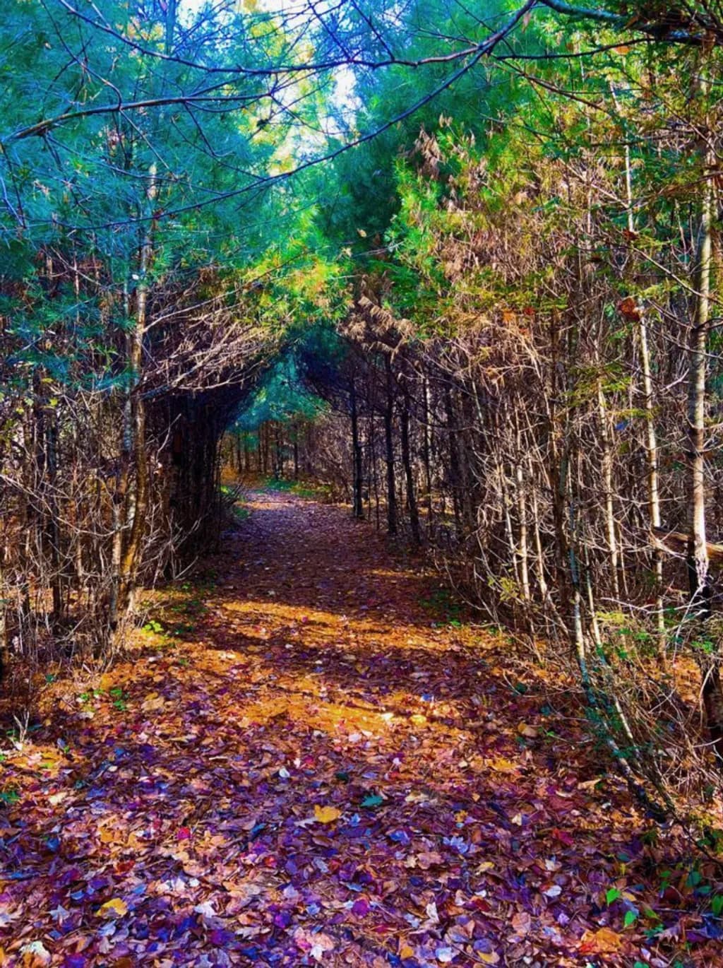 Leaf-Covered Forest Path