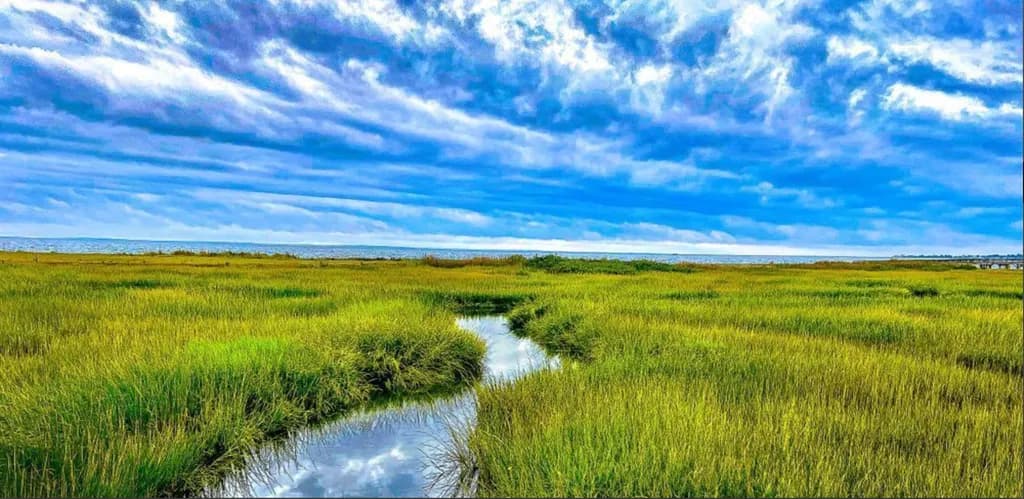 Marshland Flow
