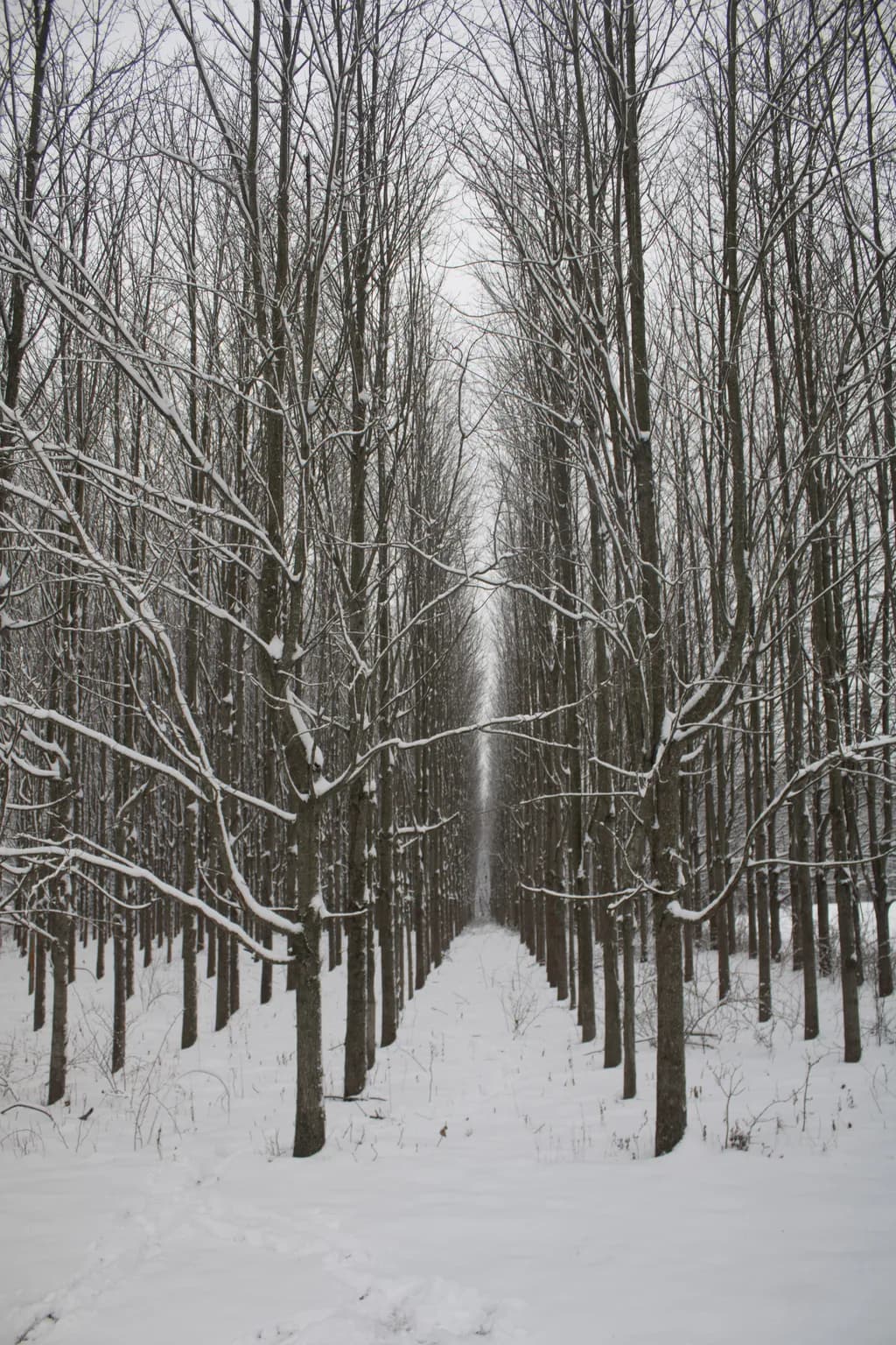 Winter Avenue