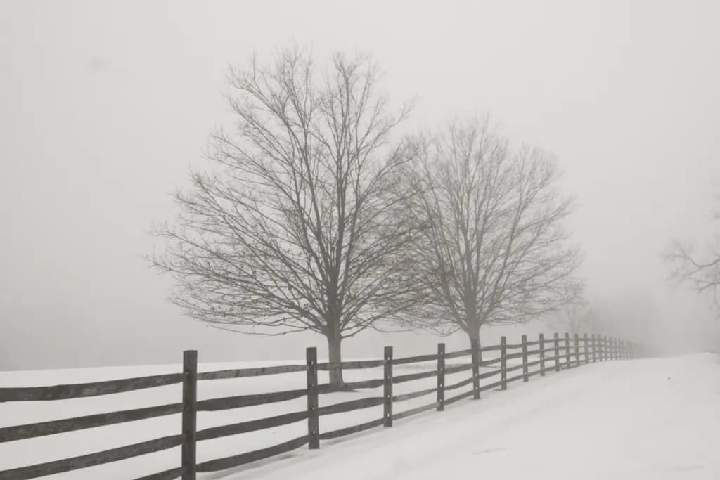 Winter Fence Line