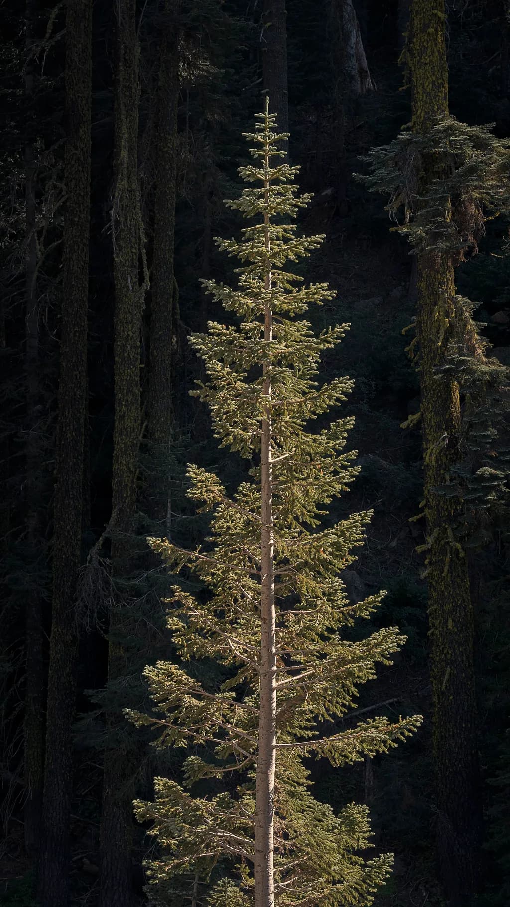 Solo Spruce Spotlight