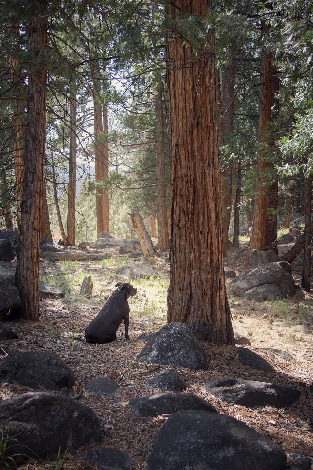 Forest Pause