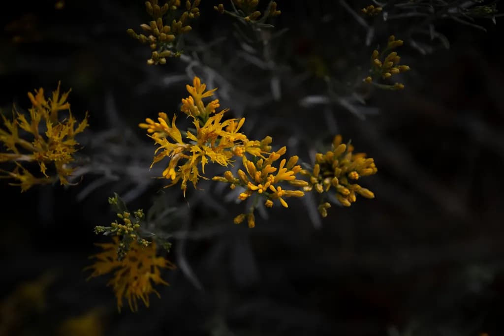Rabbitbrush Glow