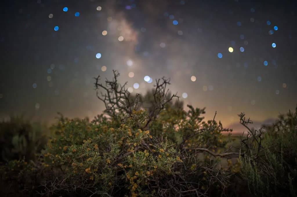 Starry Bokeh Bush