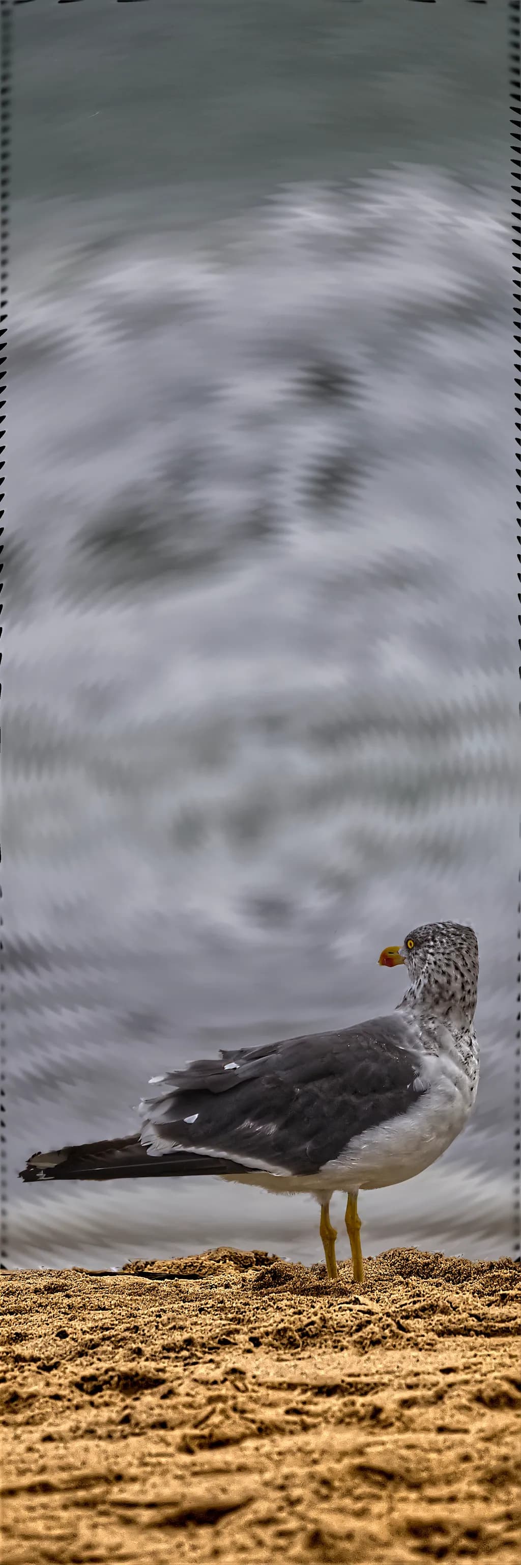 Whispers of the Shore: A Seagull's Solitude Amidst the Waves