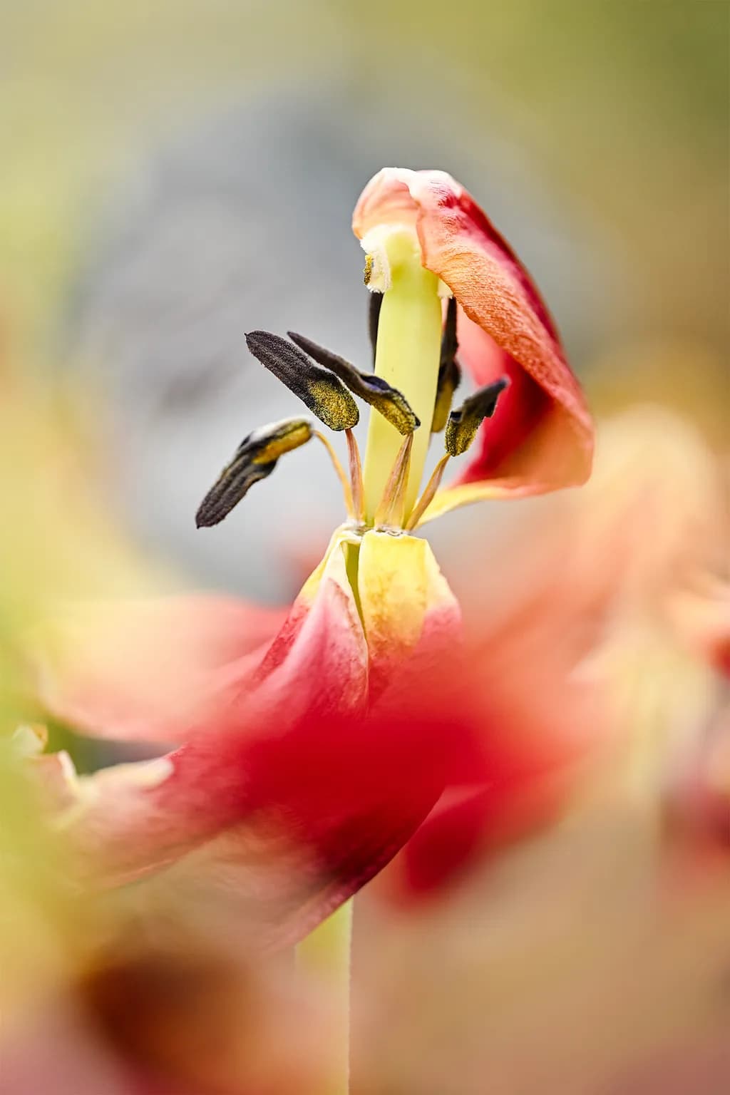 Flower Portraits Close-Up