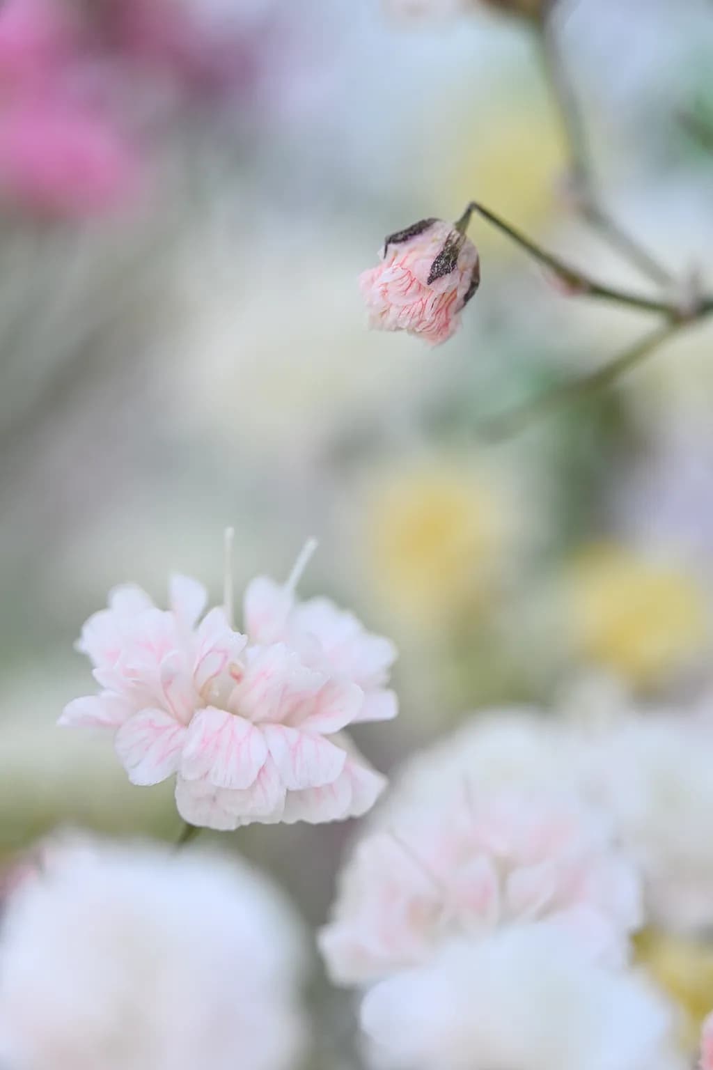 Delicate Flower Portraits