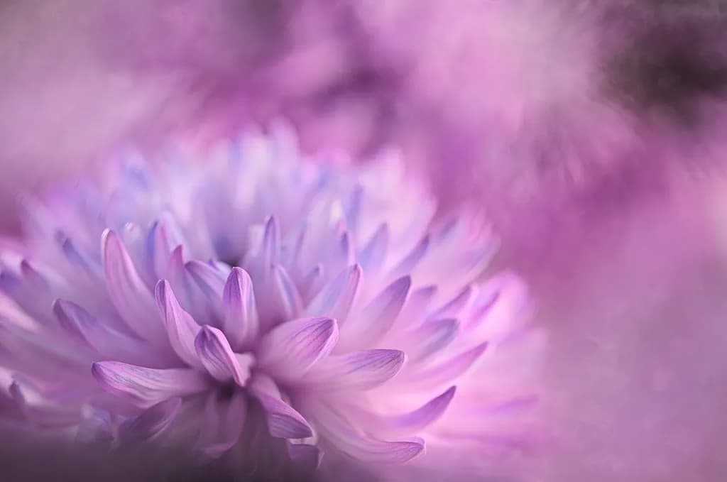 Flower Portraits Soft Glow