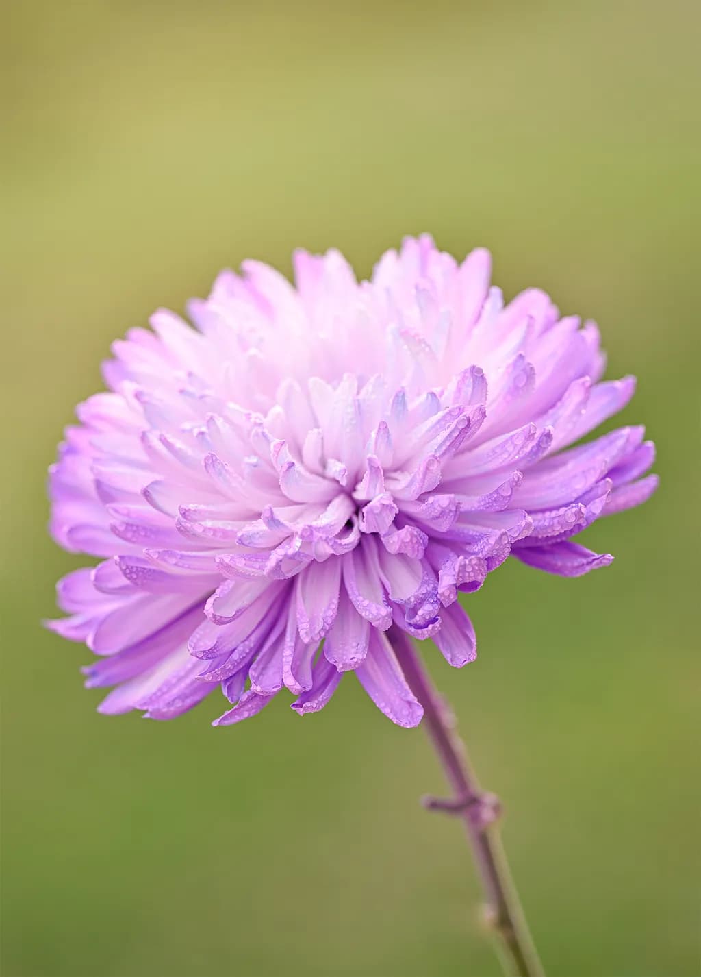 Floral Portraits