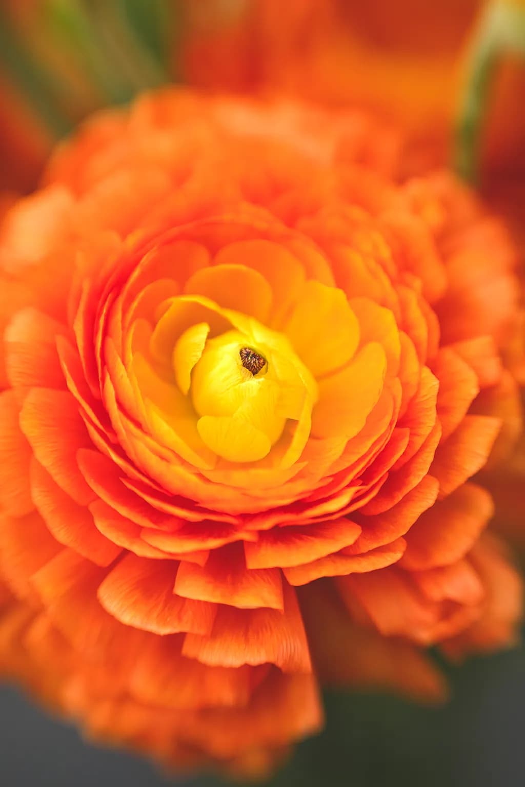 Flower Portraits Close-Up