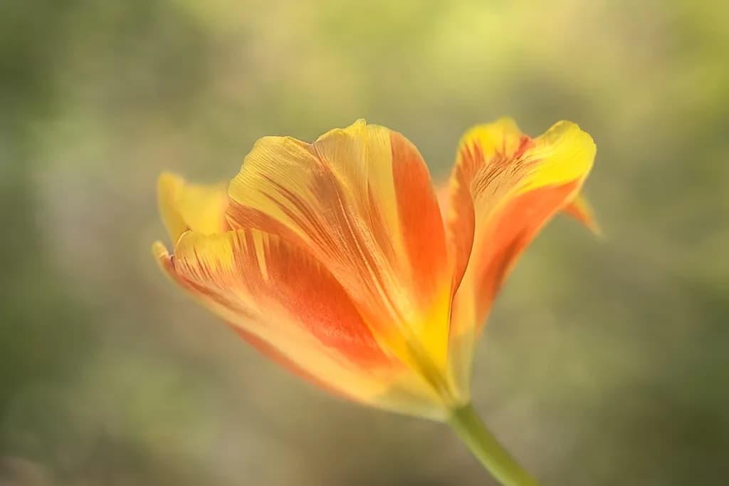 Flower Portraits: Warm Bloom