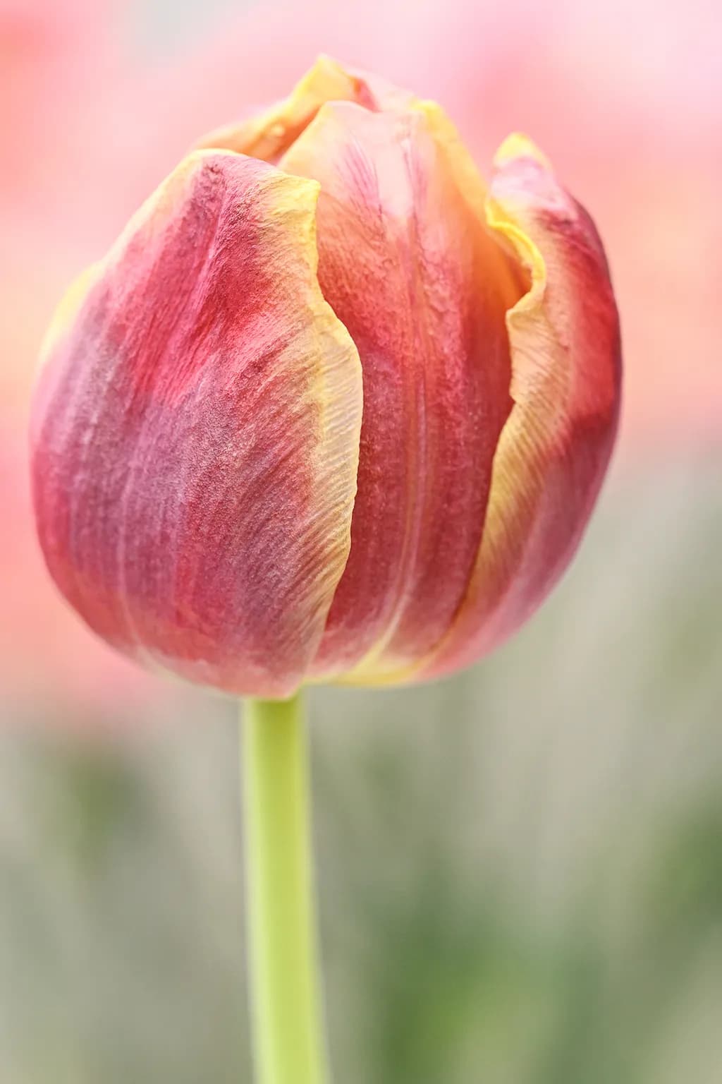 Floral Portrait