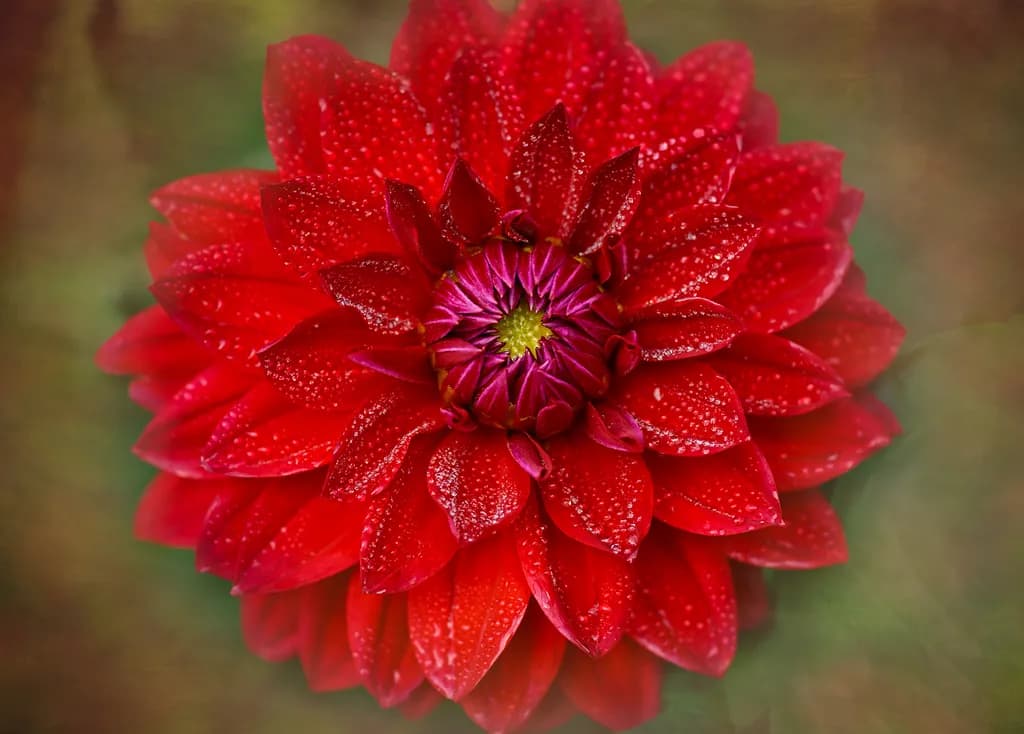 Floral Portraits