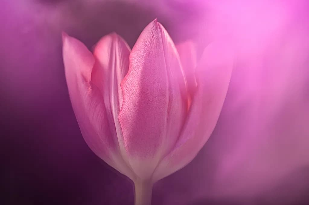 Flower Portrait Closeup