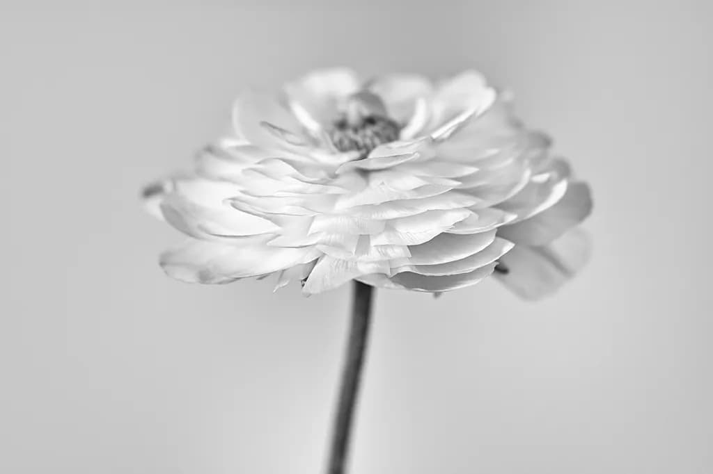 Flower Portraits