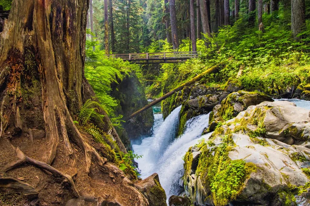 Sol Duc Waterfall Forest