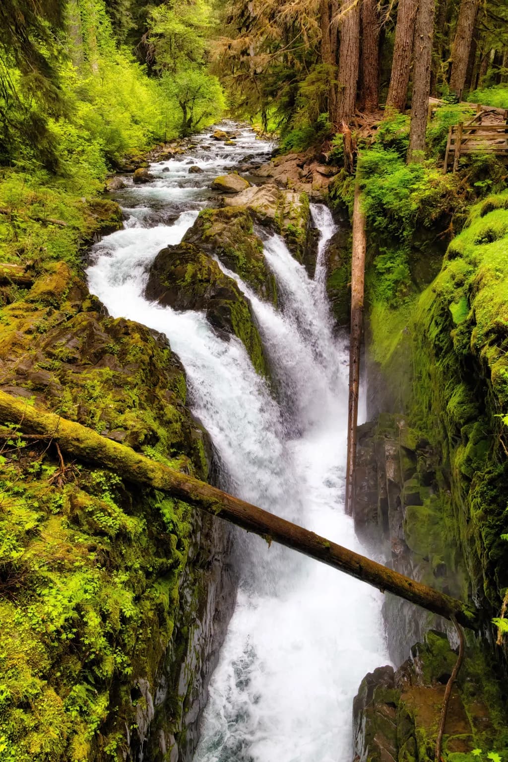 Whispers of the Forest: A Serene Waterfall Journey Through Nature's Embrace