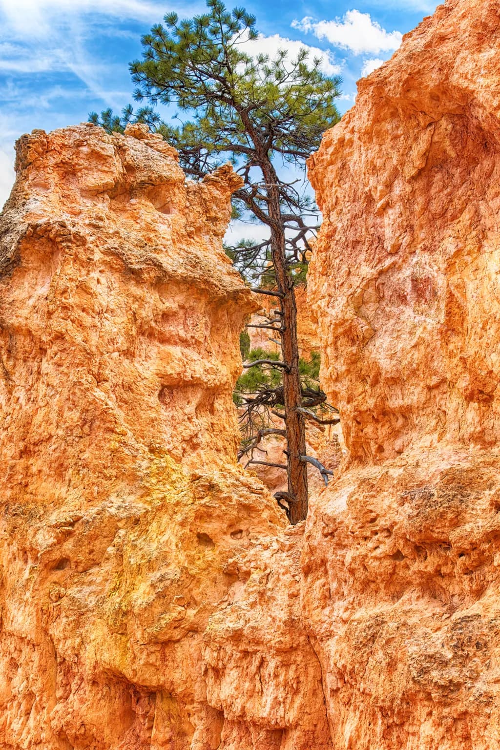 The Peek-A-Boo Tree