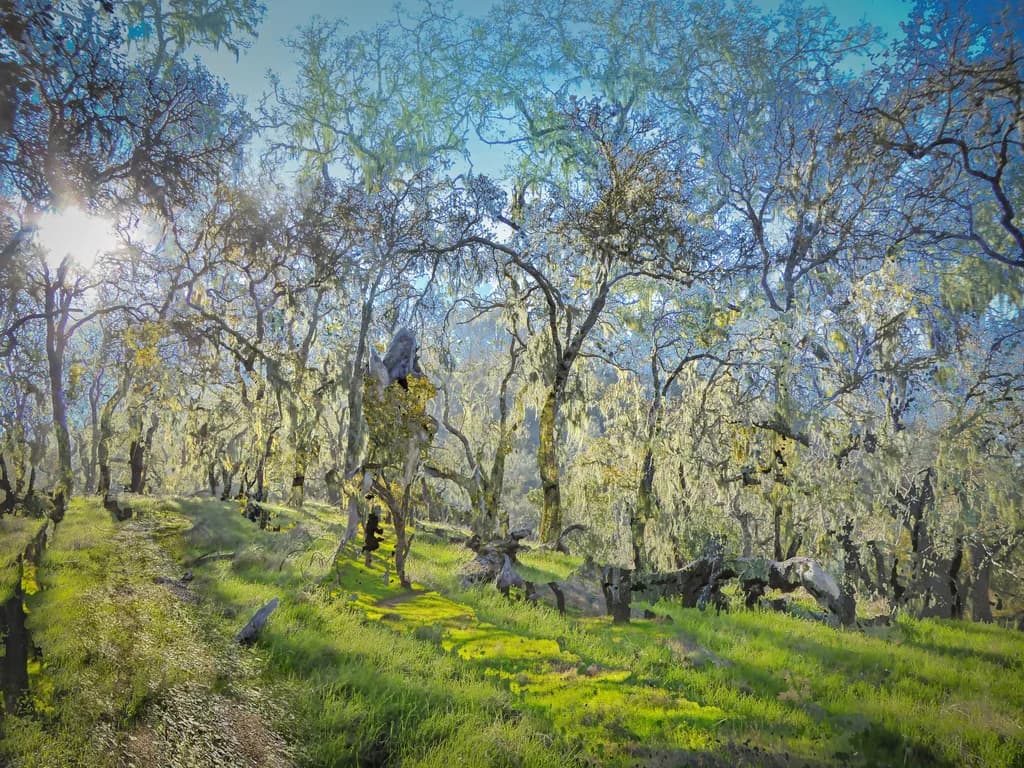 Whiskey Ridge