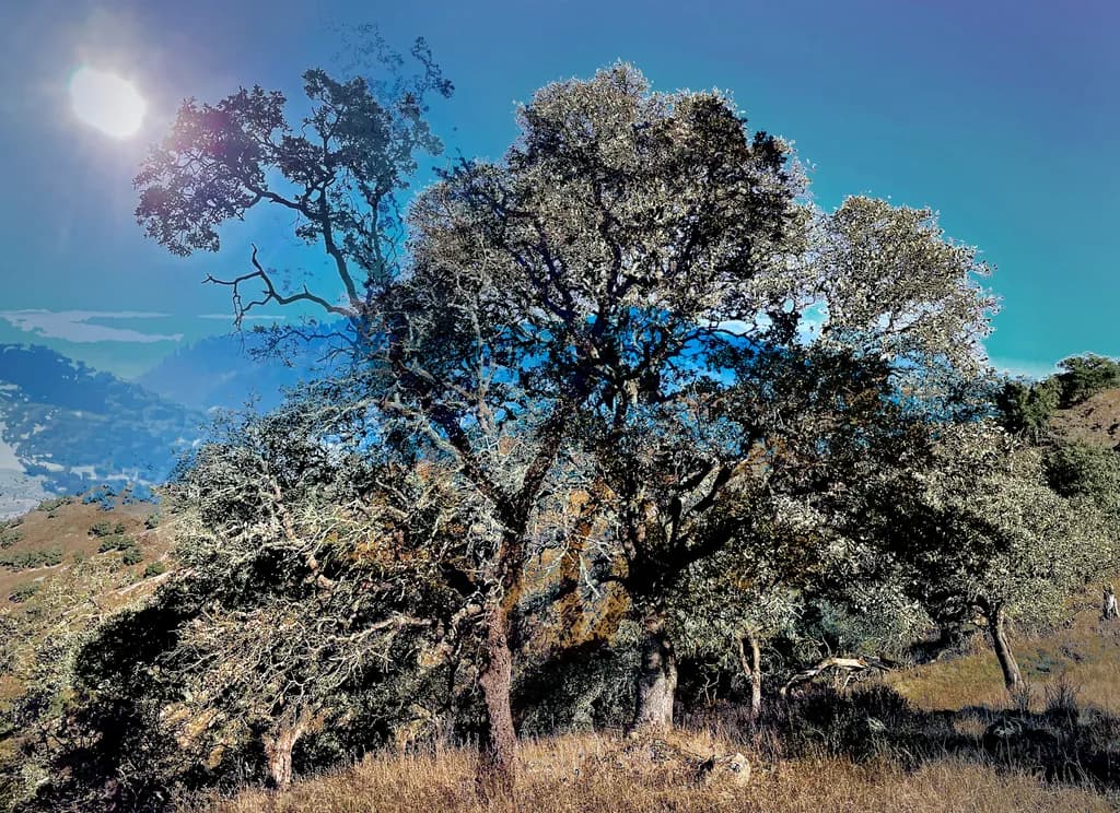 Oaklight Radiance