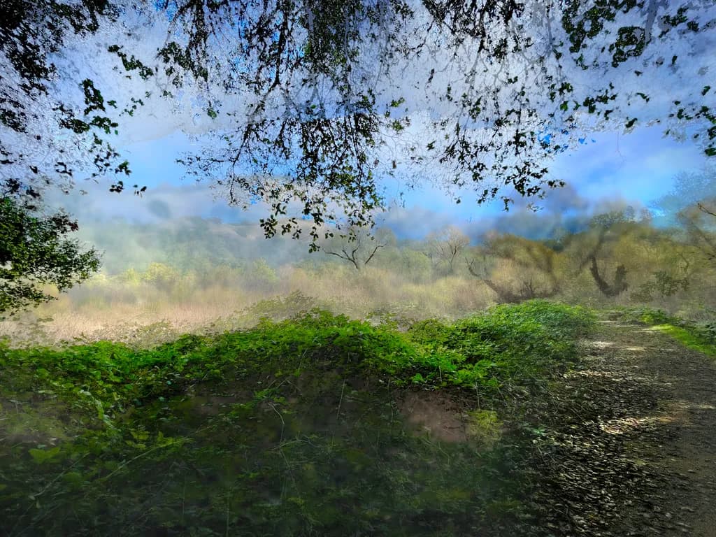 Misty Woodland Path