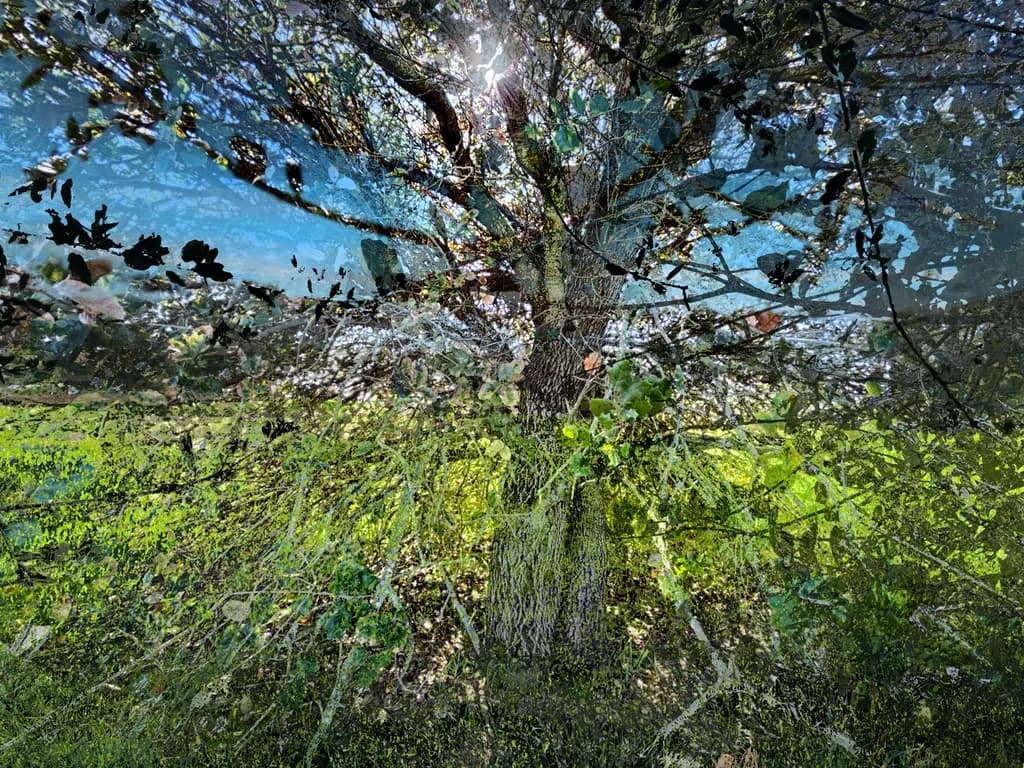 Fragmented Arbor