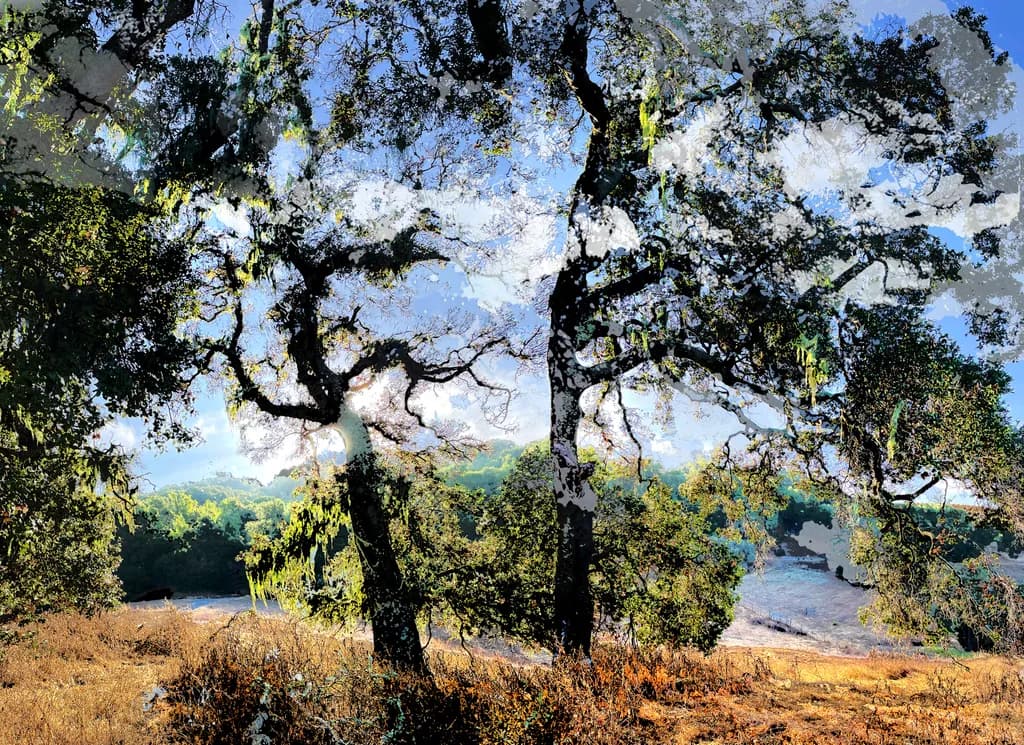 4d oaks
