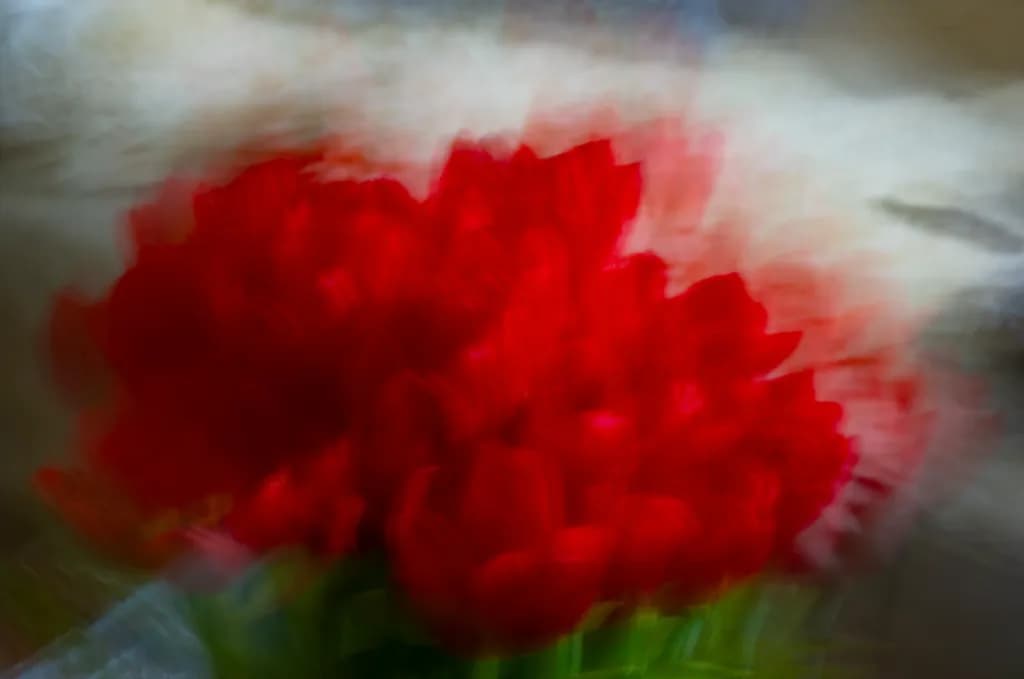 Red Blooms Motion