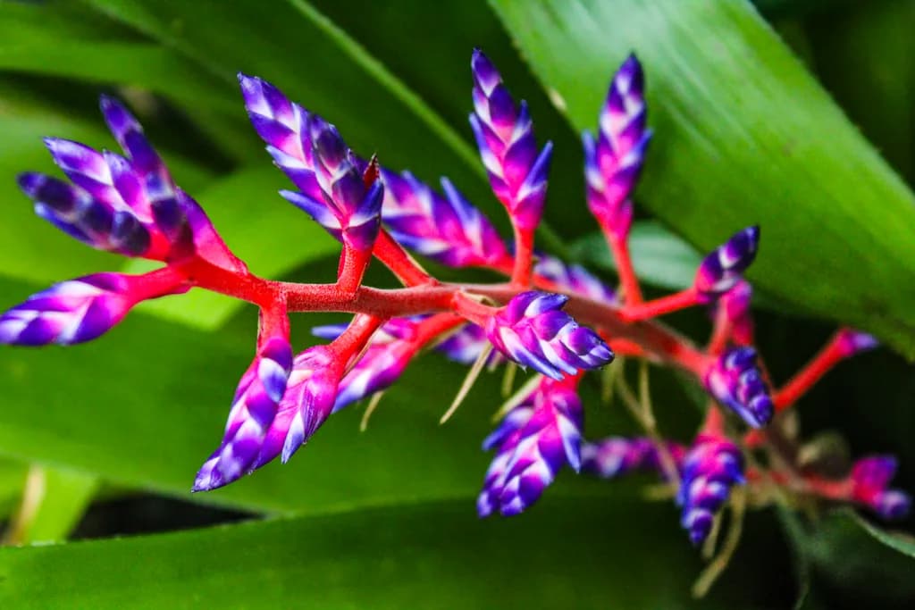Bromeliad Signals