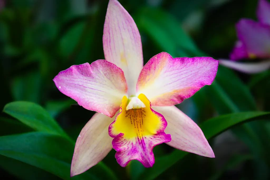 Moonlit Orchid