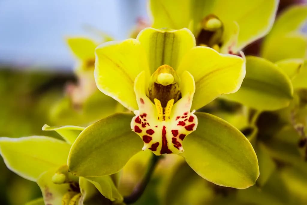 Green Orchid Glow