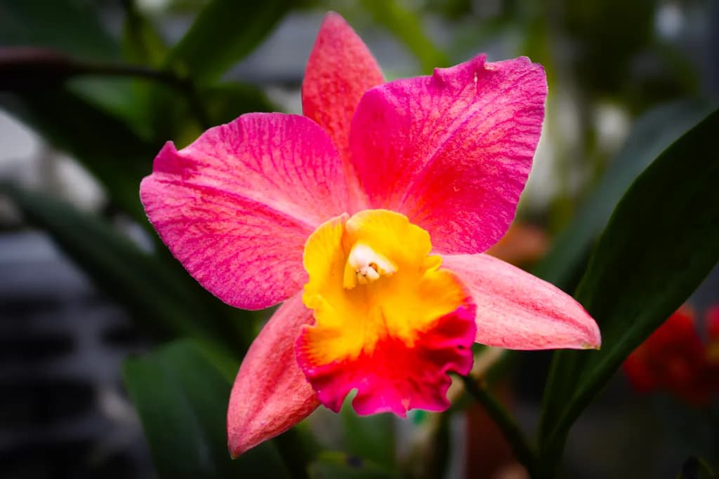Sunset Orchid