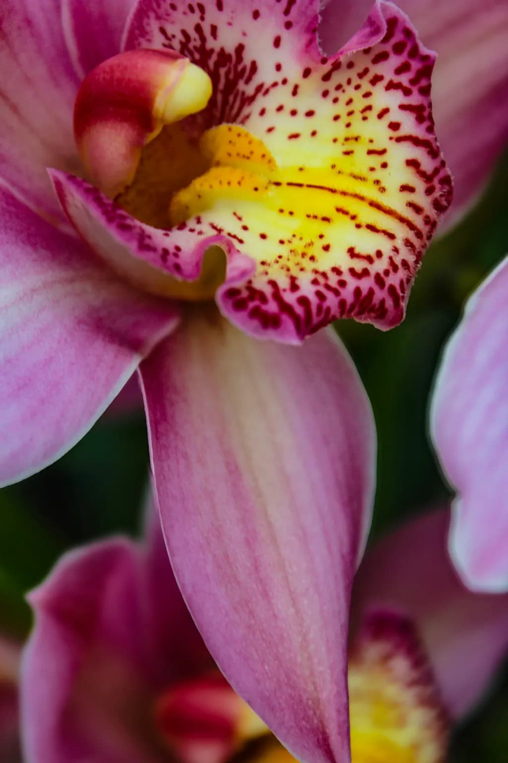 Heart of the Pink Orchid