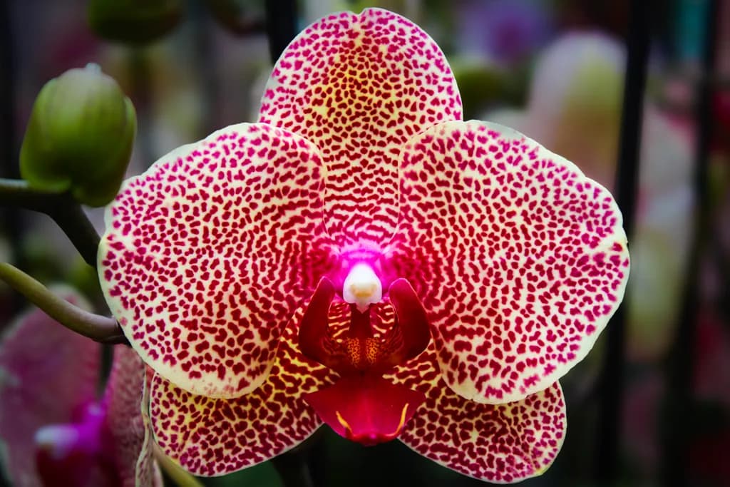 Leopard Moth Orchid