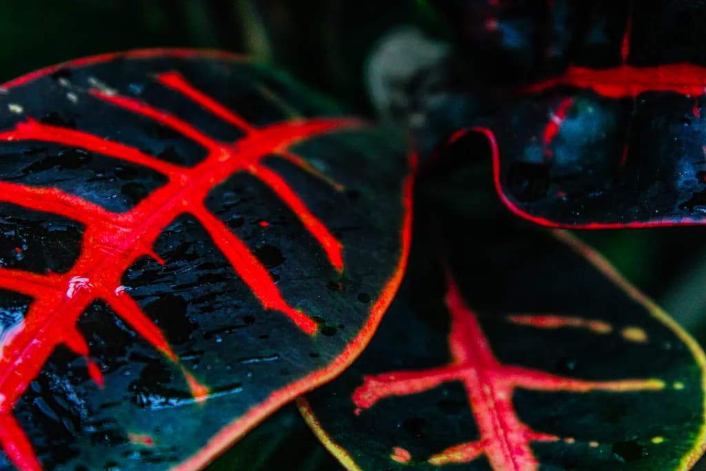 Midnight Croton