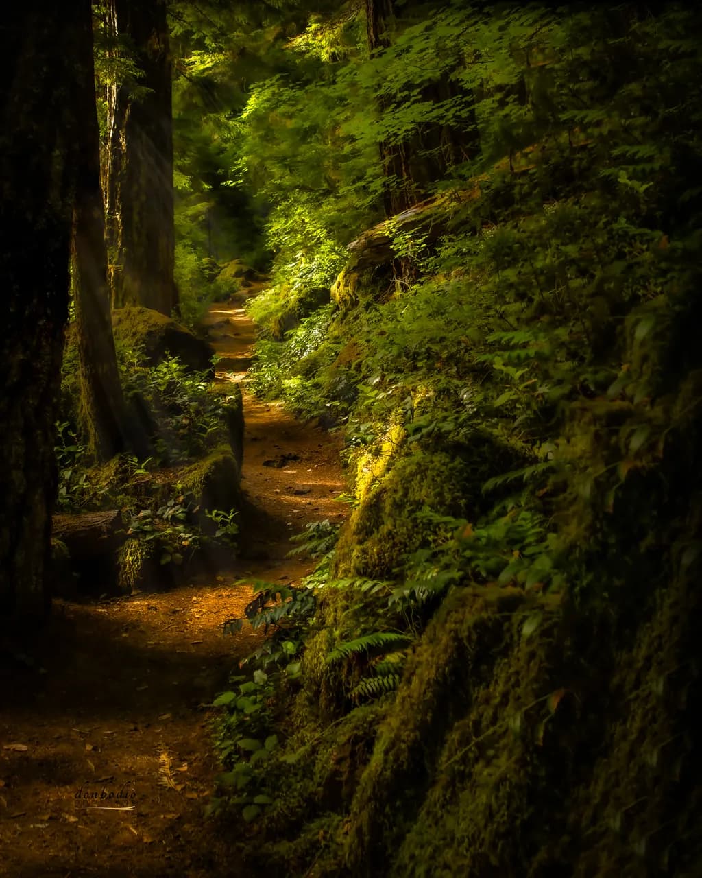 Enchanted Forest Path Fine Art Print | Pacific Northwest Woodland Photography | Mossy Trail Nature Wall Art | Into the Quiet