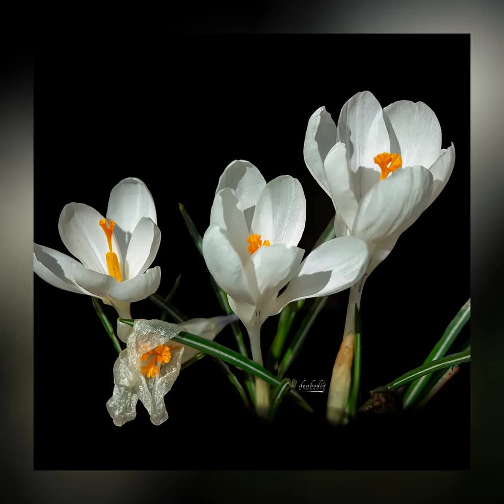 Bloomin Spring Crocus
