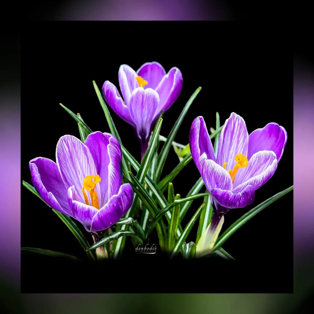 Spring Crocus Bloom
