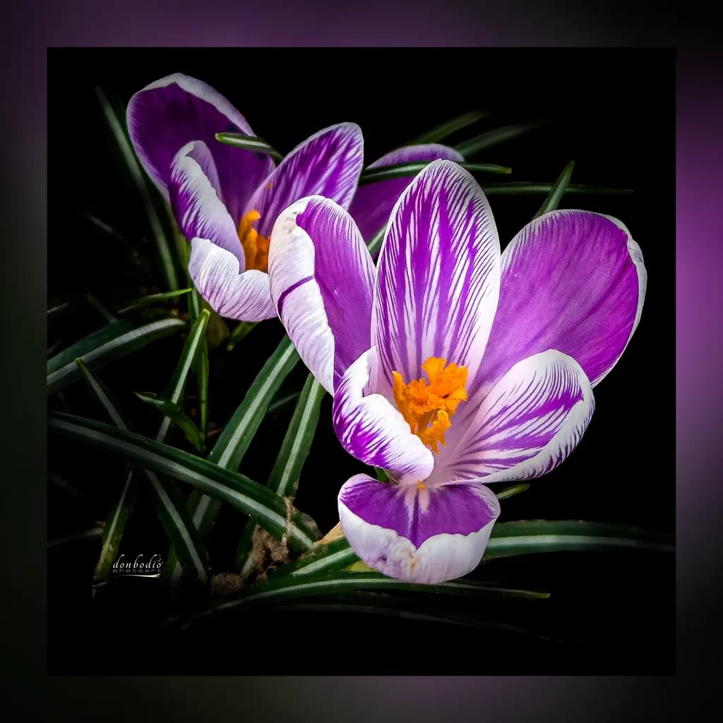 Spring Crocus Bloom