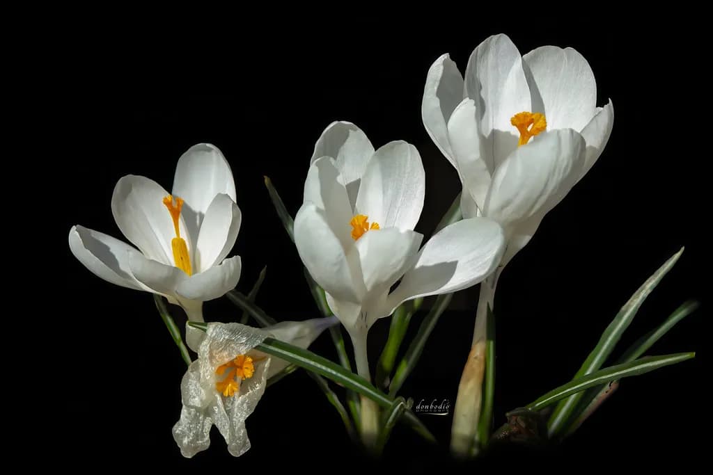 Dutch Crocus White