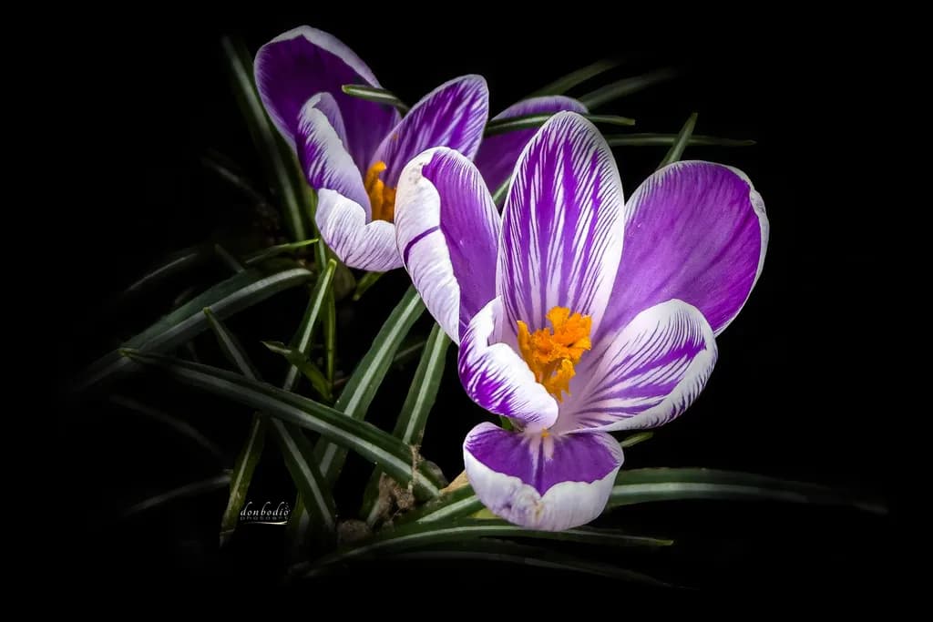 Dutch Crocus Variegated