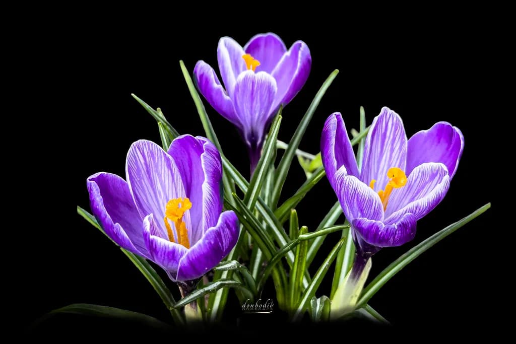 Dutch Crocus Bloom